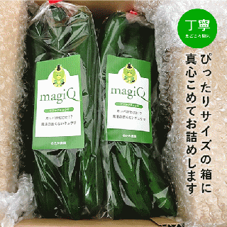 【個包装/6袋】《無化学肥料》きゅうり18本