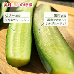 【個包装/6袋】《無化学肥料》きゅうり18本