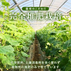 【個包装/6袋】《無化学肥料》きゅうり18本